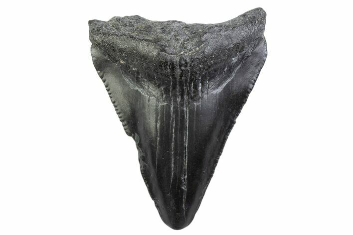 Bargain, Juvenile Megalodon Tooth - South Carolina #374217